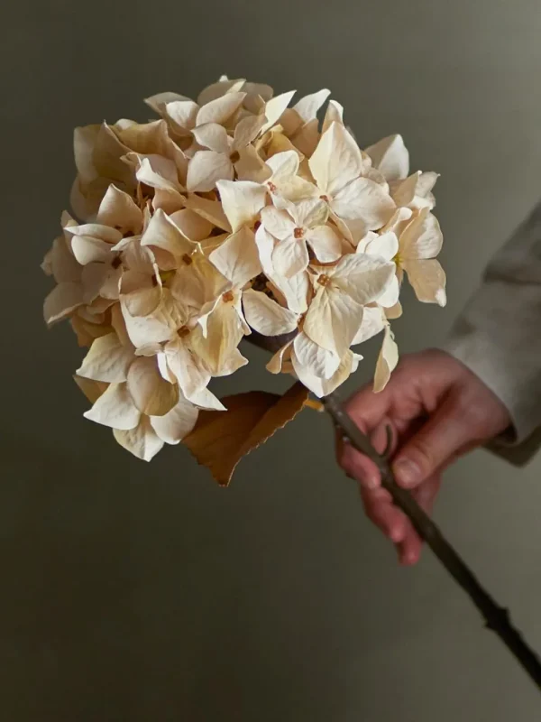 Bloomingville Flowers>Hydrangea Stem, Nature, Artificial Flowers –