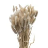 Nordichaus Flowers>Lagurus Nature