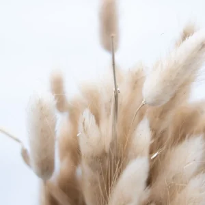 Nordichaus Flowers>Lagurus Nature