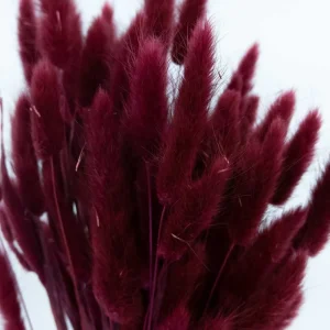 Nordichaus Flowers>Lagurus Nature Bordeaux