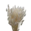 Nordichaus Flowers>Lagurus Nature White