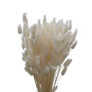 Nordichaus Flowers>Lagurus Nature White