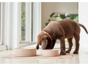 OYOY ZOO Pets>Sia Dog Bowl Large Iceblue – OYOY